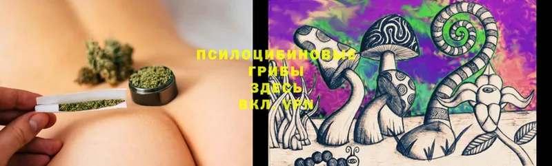 купить   Карабулак  Галлюциногенные грибы Cubensis 